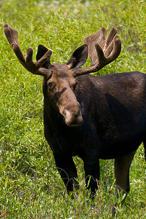 Bull Moose-4970.jpg