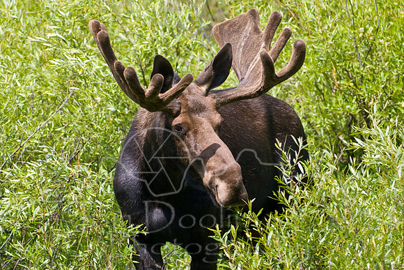 Bull Moose-4961.jpg