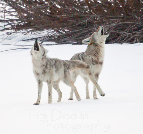 Coyotes-3119