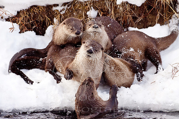 Yellowstone in Winter--December 2009-5986.jpg