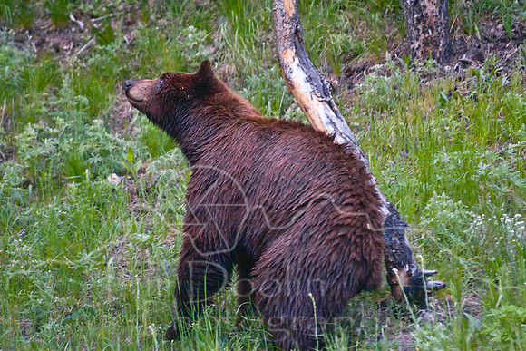 Yellowstone 2008-1880.jpg