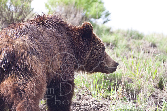 Yellowstone 2009-6339.jpg