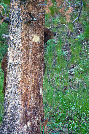 Yellowstone 2008-1857.jpg