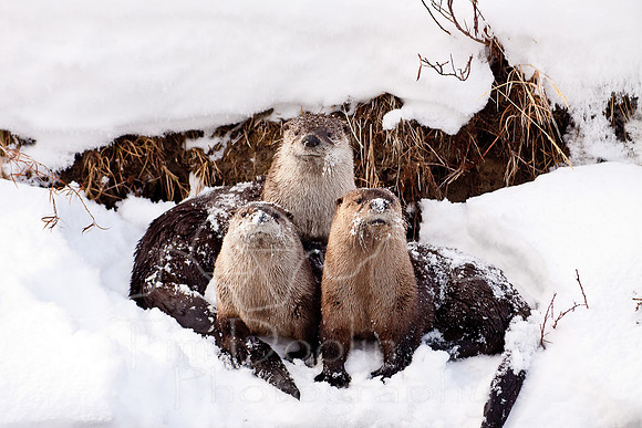 Yellowstone in Winter--December 2009-5923.jpg