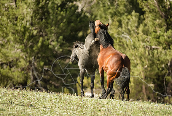 5A9A1515-Edit