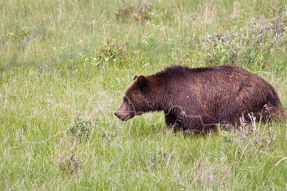 Yellowstone 2009-6289.jpg