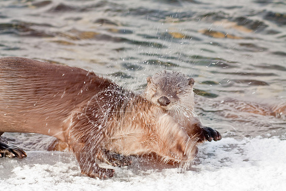 Yellowstone in Winter--December 2009-5857.jpg