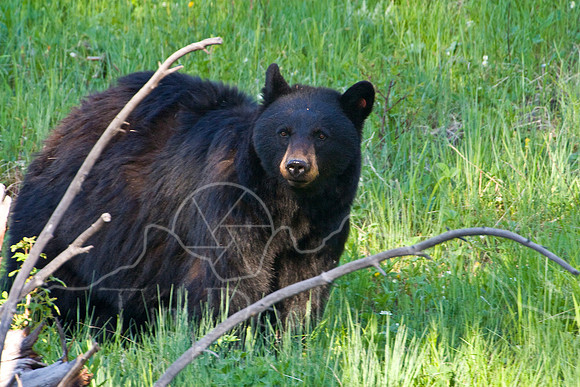 Yellowstone 2008-2572.jpg
