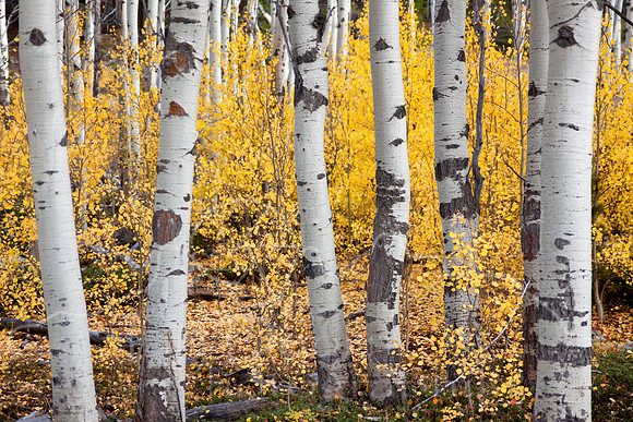 Circle Park Fall Colors--2012--10