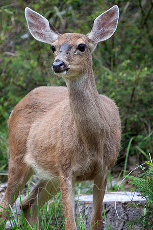Orcas Island-6461.jpg