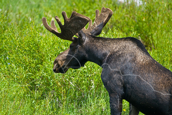 Bull Moose-4776.jpg