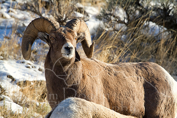 Big Horn Sheep--10