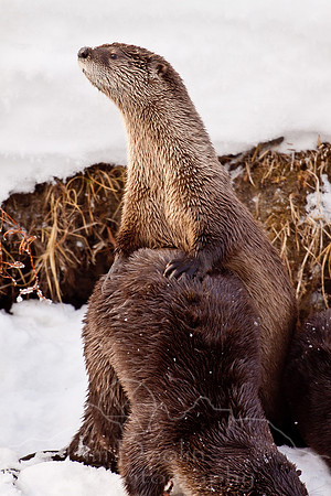 Yellowstone in Winter--December 2009-6108.jpg