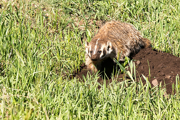 Badger digging--3