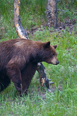 Yellowstone 2008-1885.jpg