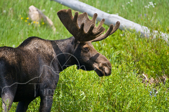 Bull Moose-4820.jpg