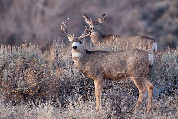 Mule Deer on South Fork--2009-2840.jpg