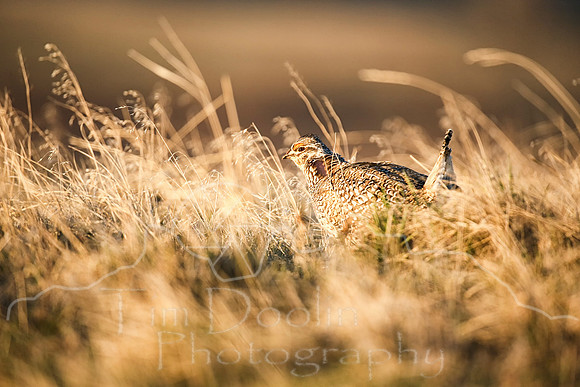 Sharptail Grouse--4