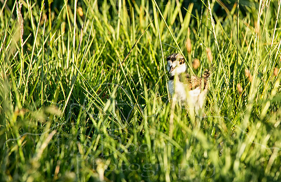 Killdeer near Sweetwater Gap--3