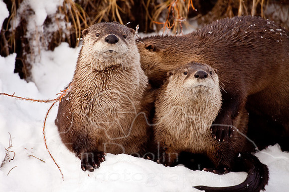 Yellowstone in Winter--December 2009-6150.jpg