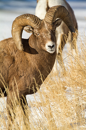 Big Horn Sheep--20