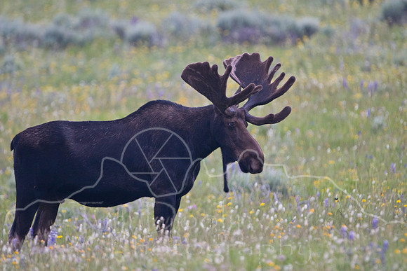 Bull Moose-5022.jpg
