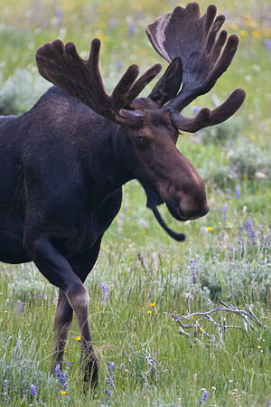 Bull Moose-5049.jpg
