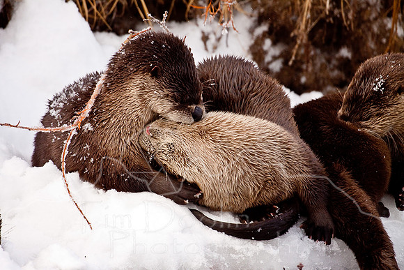 Yellowstone in Winter--December 2009-6138.jpg