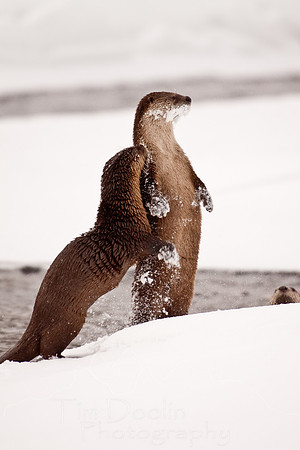 Yellowstone in Winter--December 2009-5593.jpg