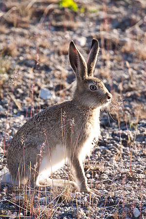 Yellowstone 2009-6007.jpg