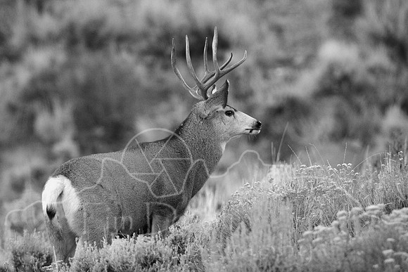 Mule Deer--South Fork Shoshone--November 2009-2979.jpg
