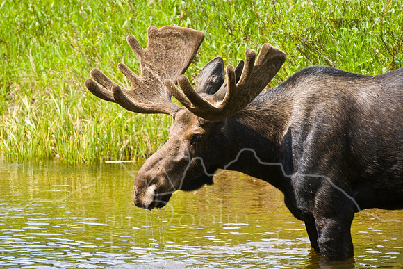 Bull Moose-0210.jpg