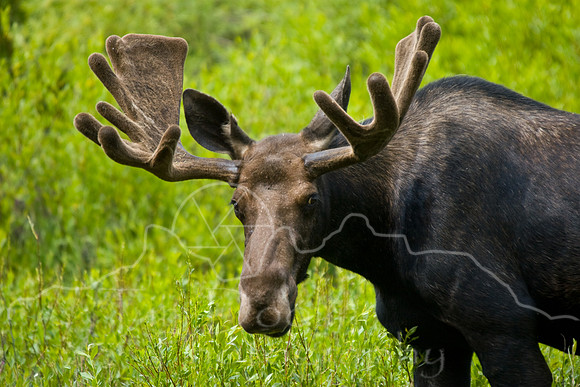 Bull Moose-0184.jpg