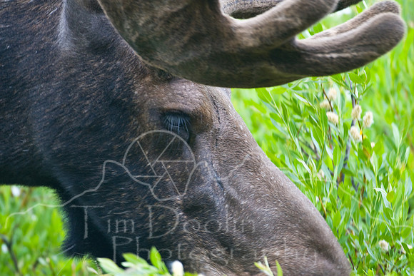 Bull Moose-4994.jpg