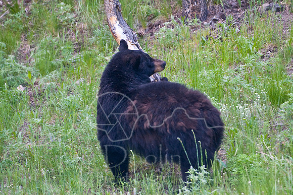 Yellowstone 2008-1852.jpg
