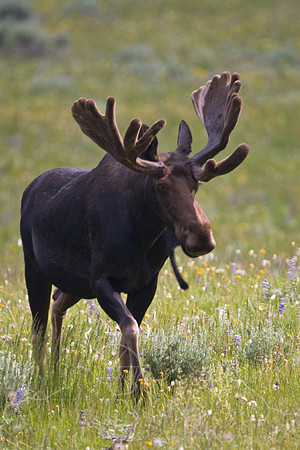 Bull Moose-5041.jpg