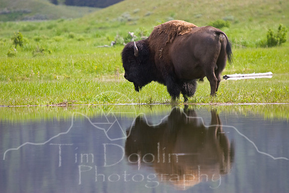 Yellowstone 2008-0001