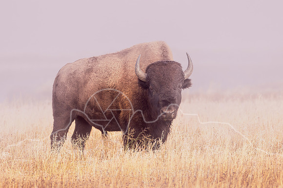 FN9A8821-Edit