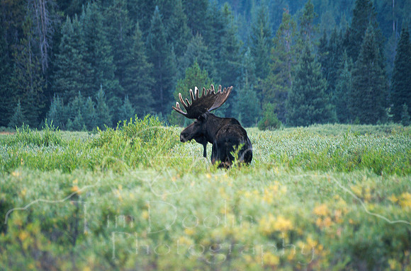 Bull moose at Owen Creek 2.jpg