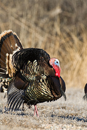 Turkey--2008-0933
