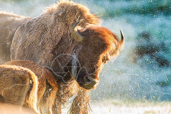 IMG_4438-Edit-2