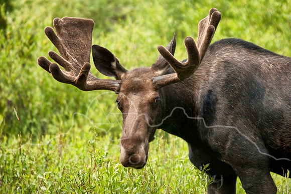 Bull Moose--2
