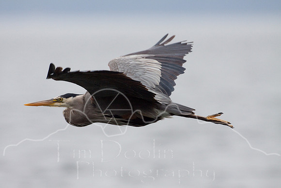 Orcas Island-7116.jpg