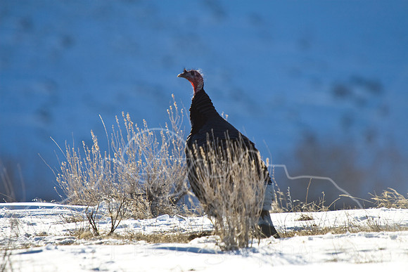 Turkeys-1139
