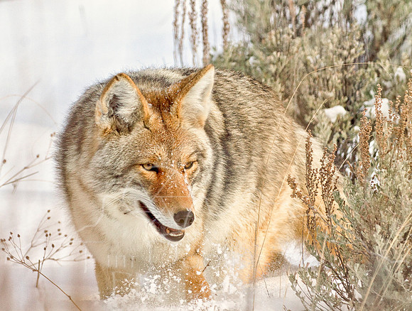 Coyote mousing in Sagebrush-