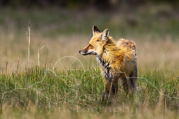 FN9A6401-Edit