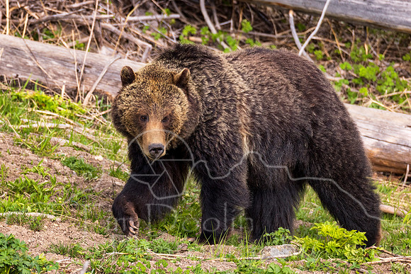 FN9A6384-Edit