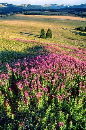 Fireweed on Bald Mountain--Edit