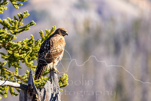 5D9A1393-Edit