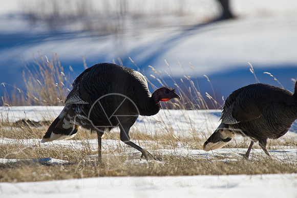 Turkeys-1156
